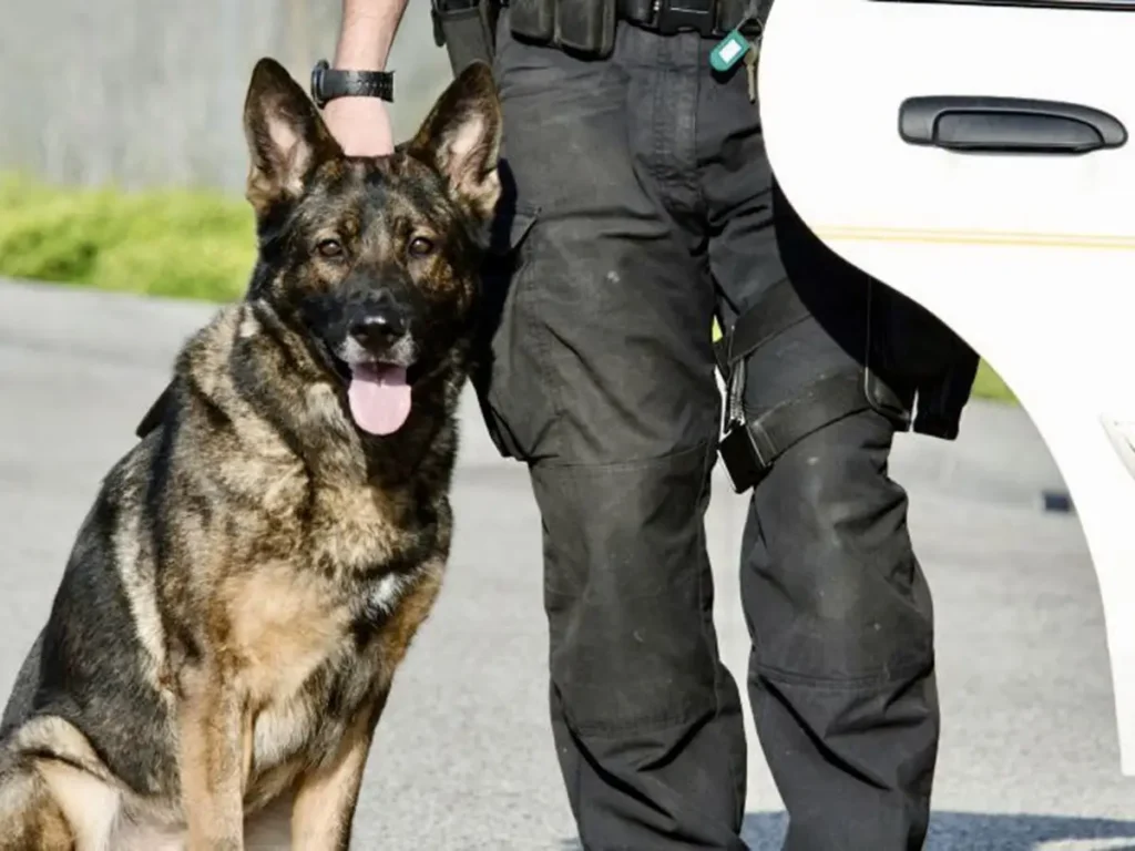 Dog Handlers 1200x900 01